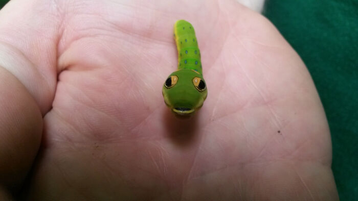 Close-up of a cute green caterpillar on a hand, showcasing one of the beautiful and cute bugs rarely seen before.
