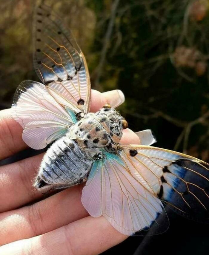 Close-up of a spectacular bug with translucent wings and intricate patterns resting on a human hand.