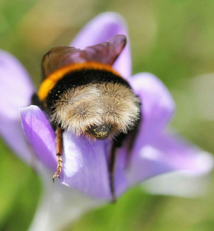Close-up of a spectacular bug resting on a purple flower petal, showcasing its detailed fuzzy body and vibrant colors.