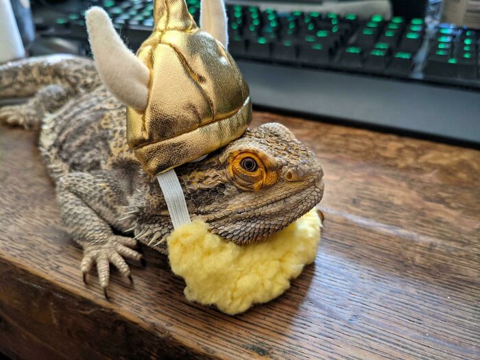 Someone's Not Excited About Halloween