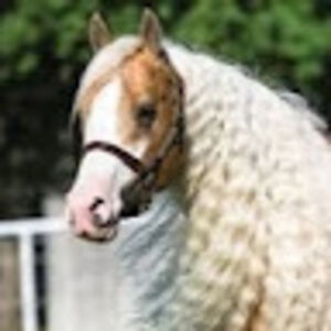 longwhitemane avatar