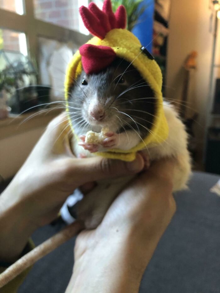 Pico De Gallo (Rat Halloween Costume)