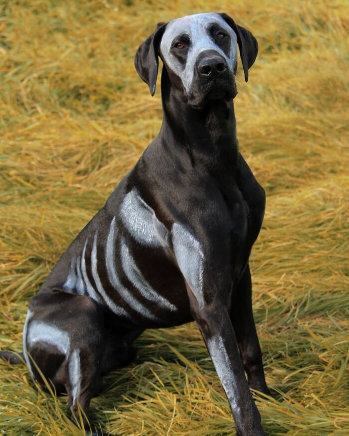 Loki My Doberdane This Halloween