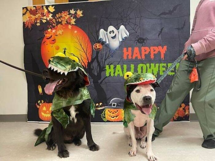 Had A Halloween Party At Work And My Coworkers Dog Had The Same Costume