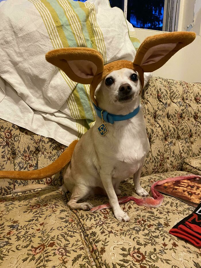 Look It’s Scrappy Doo’s Cousin, Piper Doo! The Costume Is For Me, But He Looked To Eager, So I Let Him Try It On