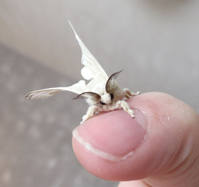 Close-up of a white moth with feathery antennae resting on a human thumb showing bugs spectacular details.