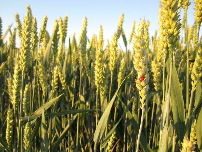 Today I Took The First Picture I've Ever Been Proud Of. Cute Lil Lady Bug