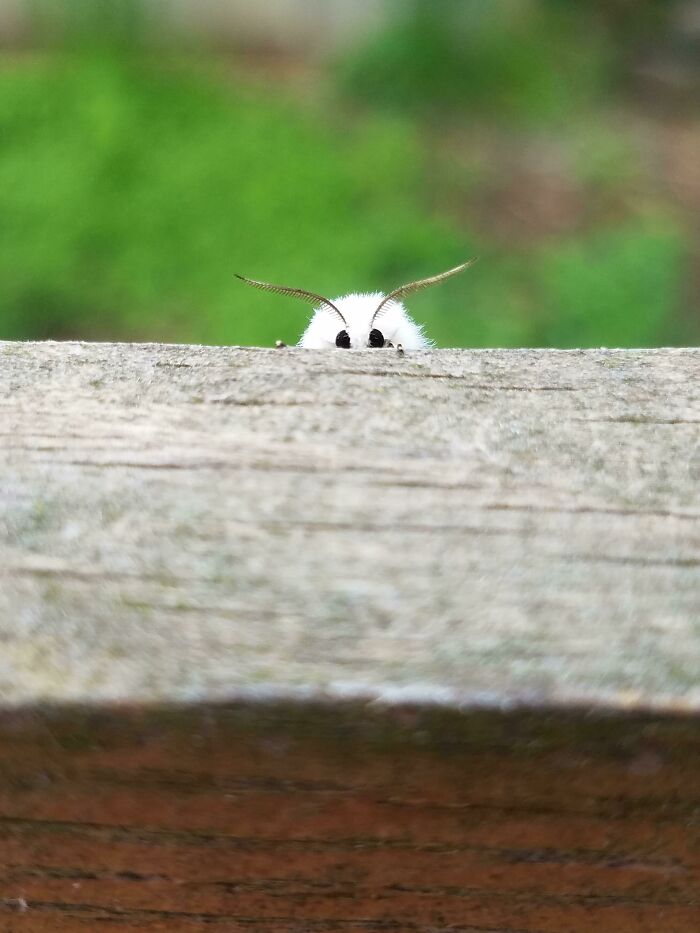 Close-up of a white furry bug with long antennae peeking over a wooden surface against a soft green background.