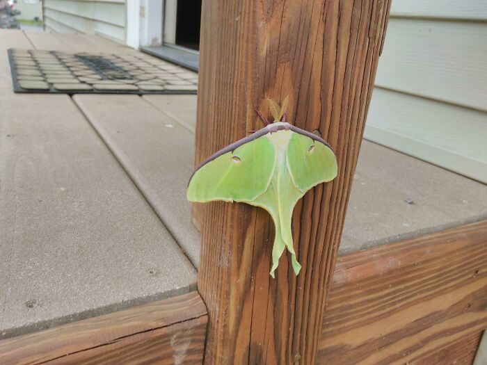 Green luna moth resting on a wooden post showcasing the spectacular details of bugs in natural light outdoors.