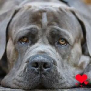 lisa_ugalde_soros avatar