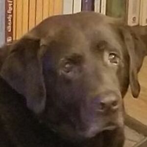 david_a_waldron avatar