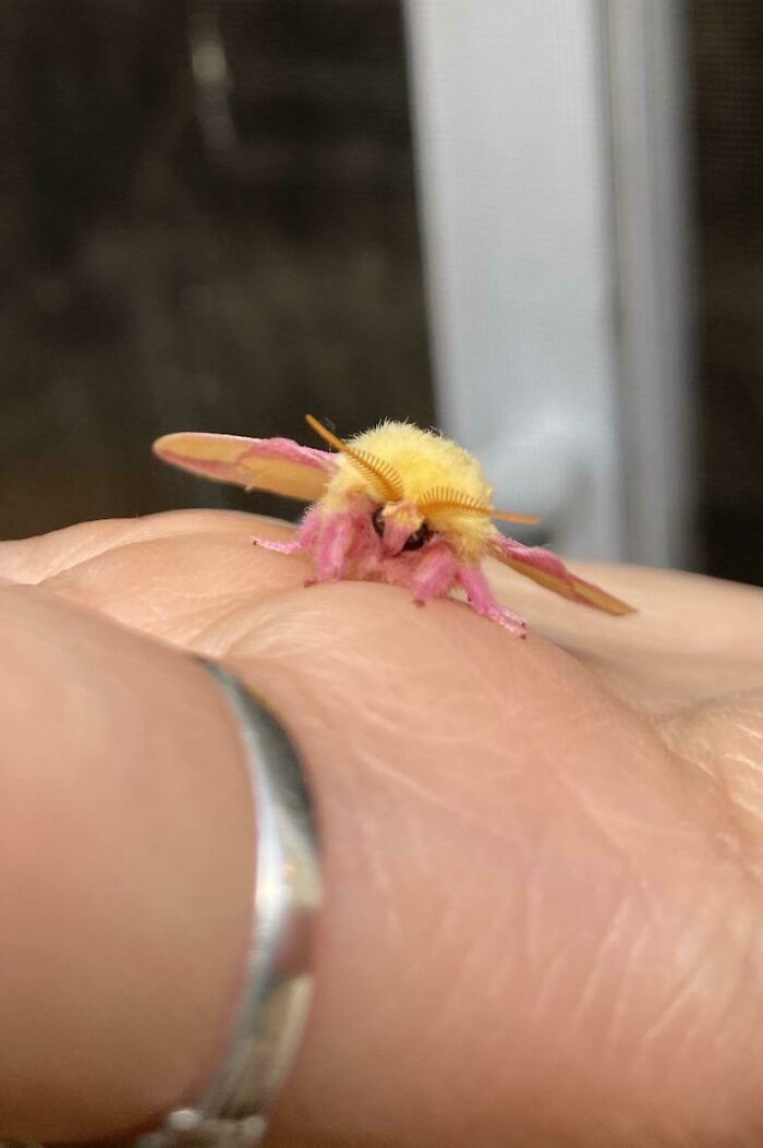 Close-up of a colorful beautiful and cute bug with yellow and pink hues resting on a person's finger.