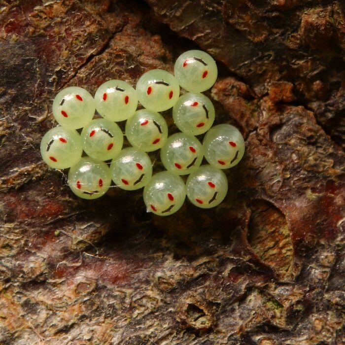 Happy Little Stink Bug Eggs