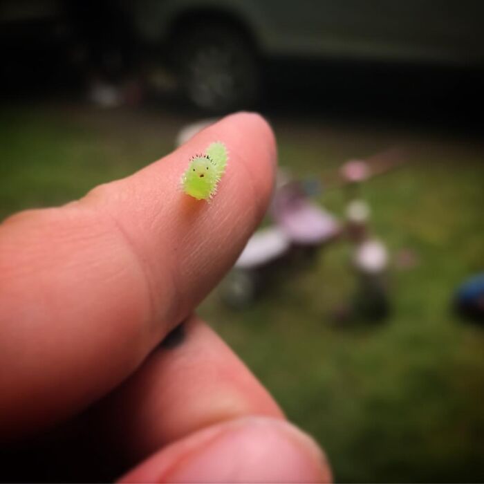 Tiny bright green caterpillar with black-tipped hairs resting on a human fingertip, showcasing beautiful and cute bugs.