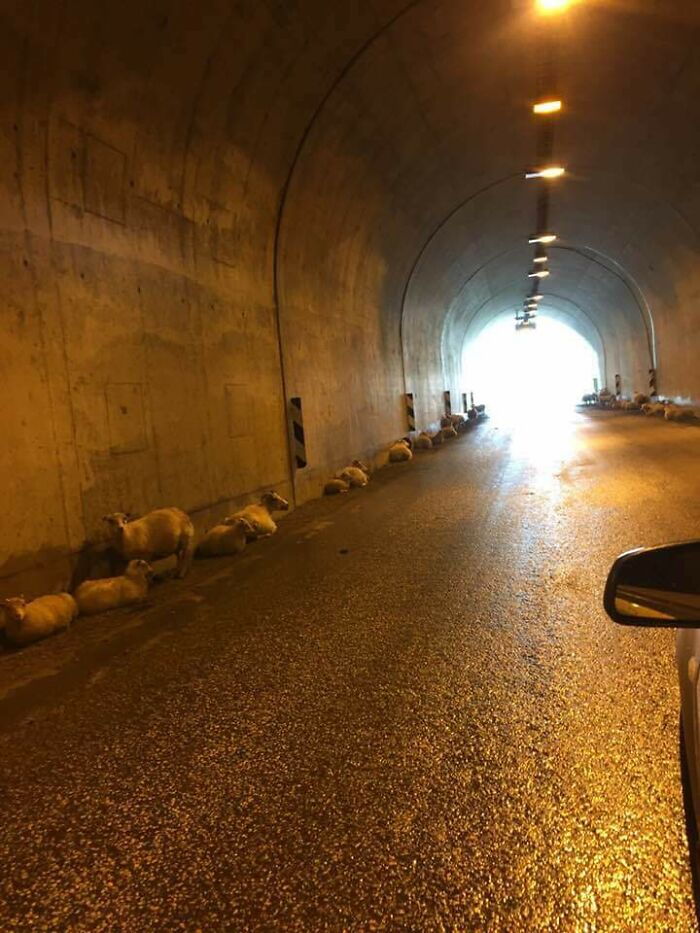Sheep Taking Shelter In A Tunnel In The Westfjords Of Iceland While A Bad Storm Blows Over