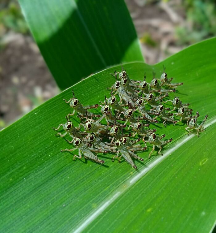 A cluster of small, beautiful and cute bugs with large eyes resting on a vibrant green leaf outdoors.