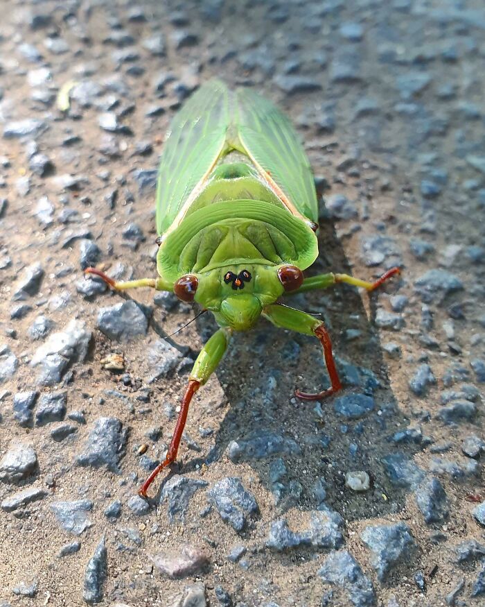 Cute Little Green Grocer, He Looked Velvety Soft