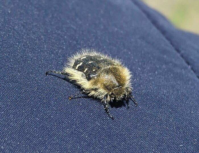 This Cute, Hairy Beetle