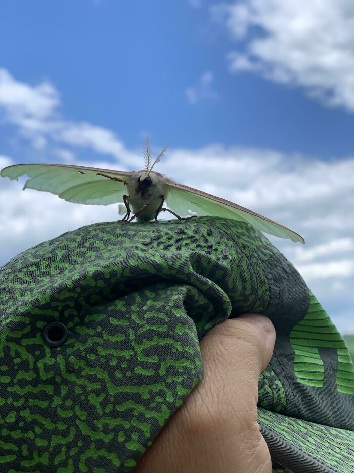 Little Cute Fuzz Waving Hi