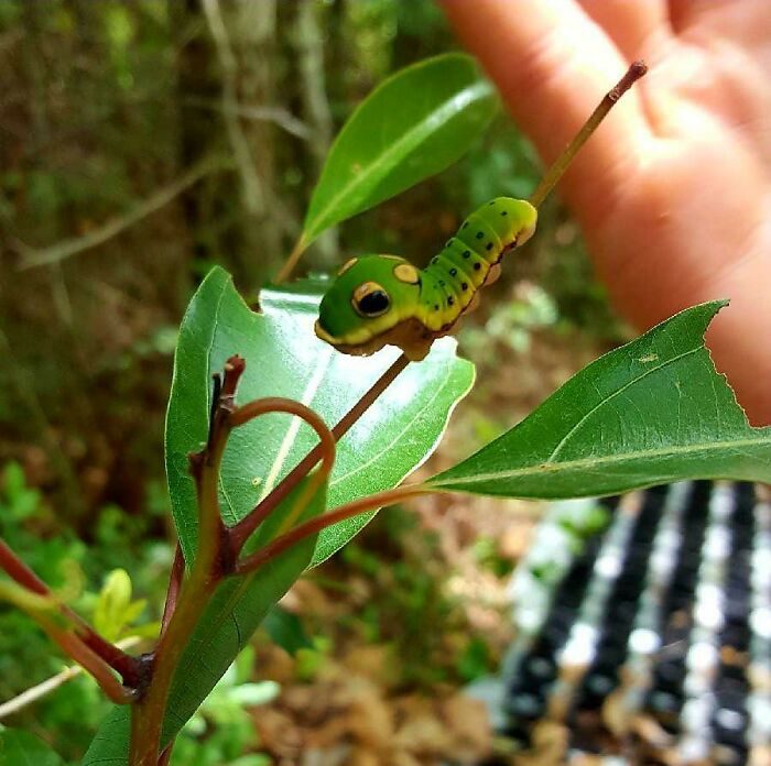 This Little Guy Is Climbing