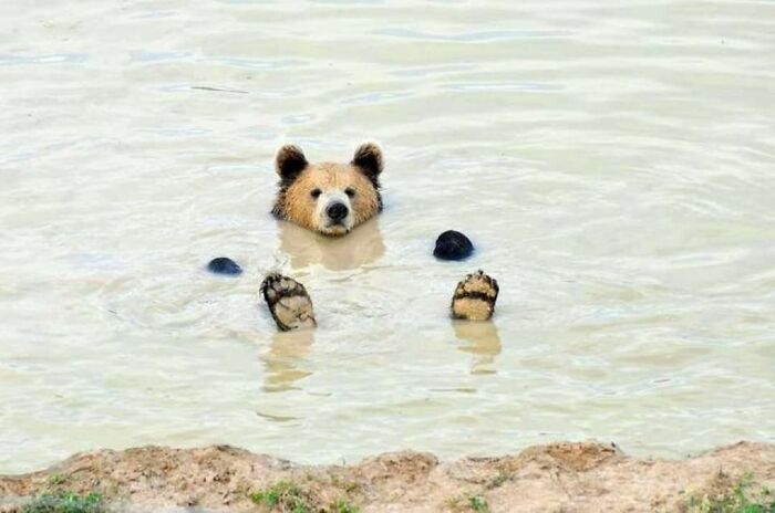 He Could Bear-Ly Swim
