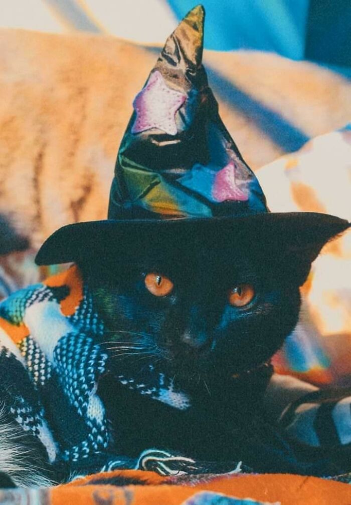 Fern Is Ready For Halloween