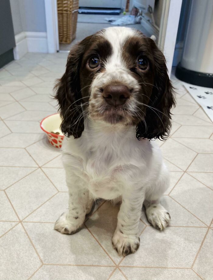 Cute puppy sitting on tiled floor with food bowl behind, one of the cutest dogs ever featured in new pics.