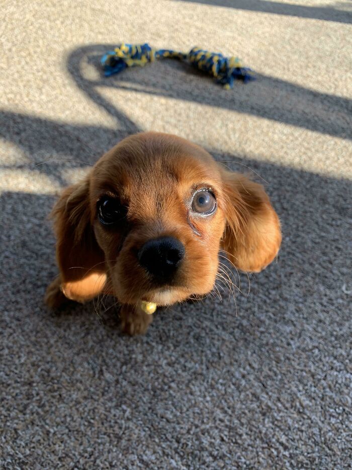 Perrete pequeño con ojos grandes mirando a la cámara, con juguete azul y amarillo de fondo sobre suelo gris.