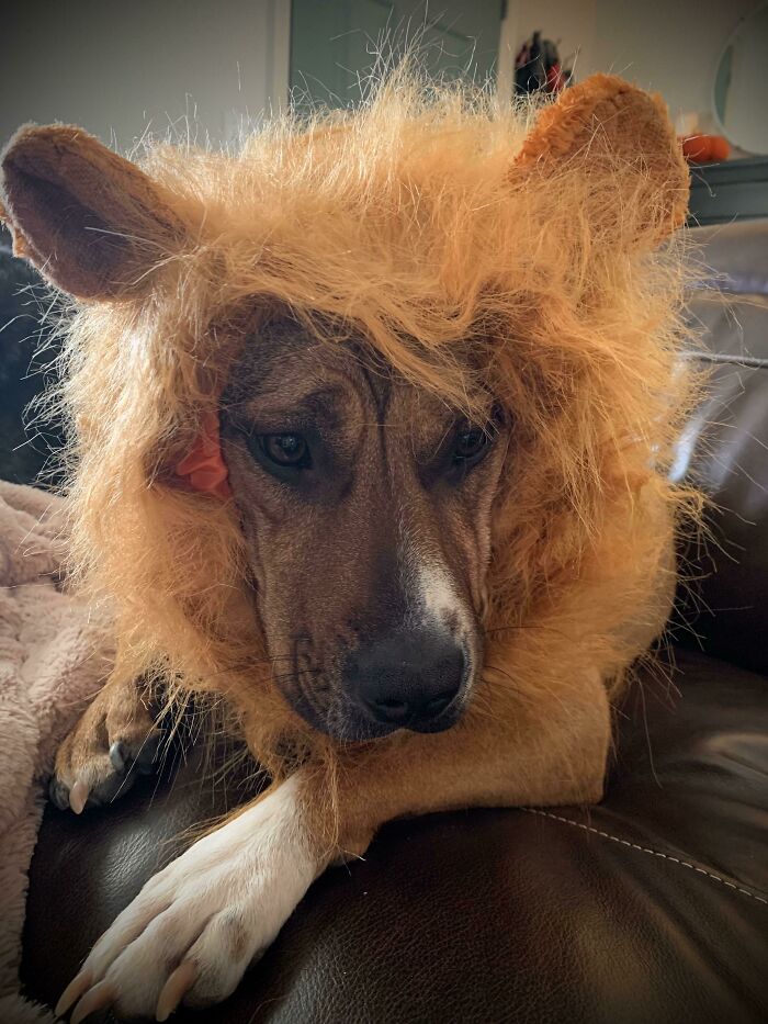 Finn’s Halloween Outfit. She Will Obviously Be The Door Greeter