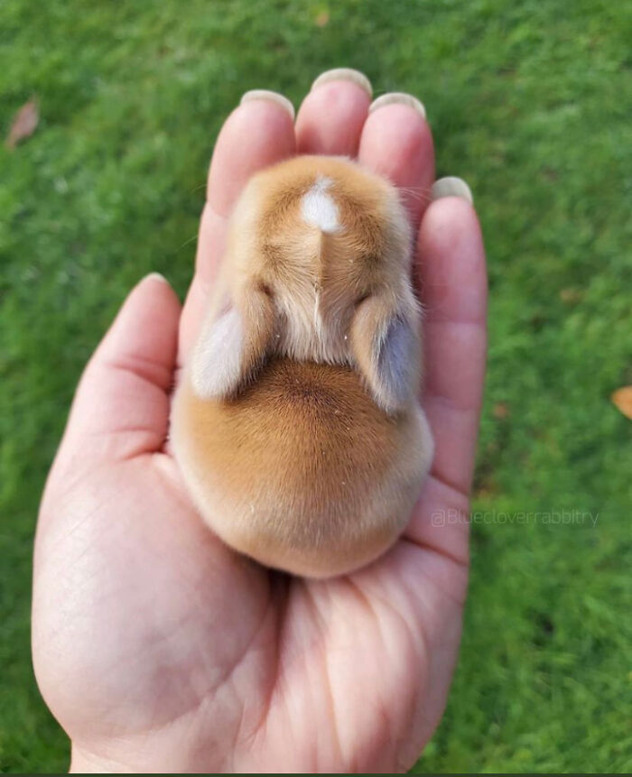 Small adorable animal resting in a hand, showcasing its soft fur and tiny size in a natural outdoor setting.