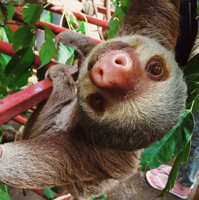 Curious Guy I Met At An Animal Shelter In Costa Rica