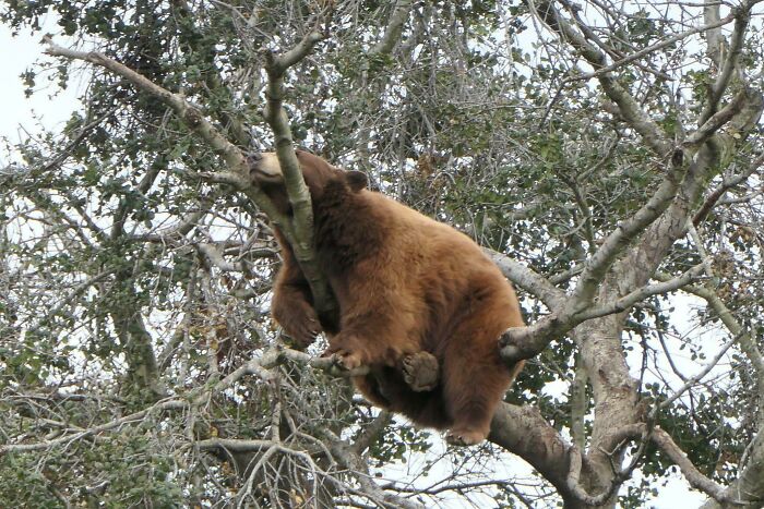 Bear Chillin’. One Of My Fave Pics I’ve Gotten