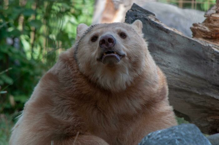 Smiling Bear
