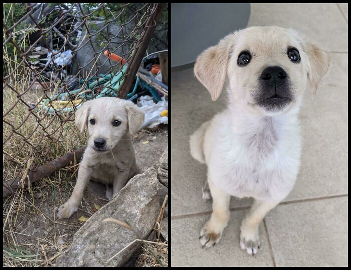 One Of My Newly Rescued Stray Puppies