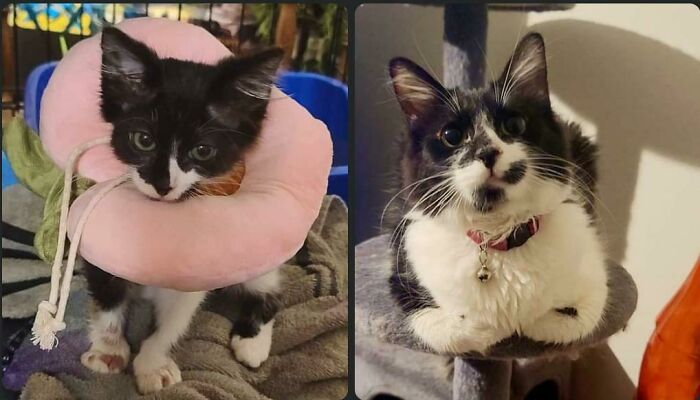 Hubert Had Ringworm, A Respiratory Infection, Fleas, And An Infection. Now, She Just Has An Attitude