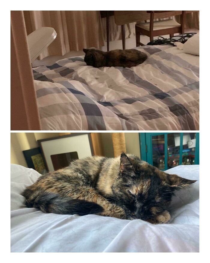 Answered A Message On Nextdoor About A Cat Abandoned In A House Alone For A Year