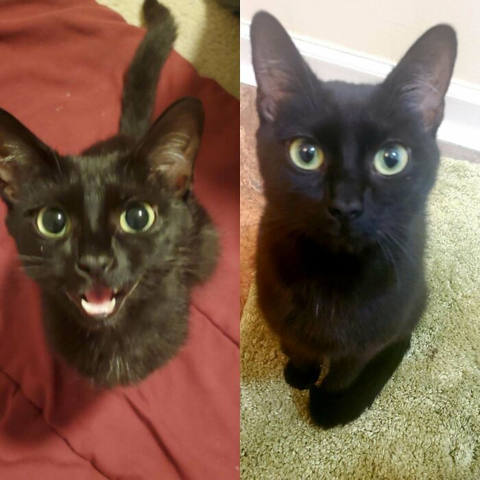 She Was Hungry, Timid, And Pregnant When I Rescued Her, We Raised Her Babies And Now She Gets To Be My Baby