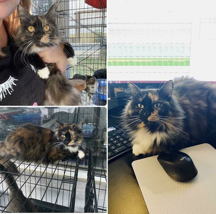 From Shelter Kitty To Wfh Buddy. What A Difference 1 Yr Makes!