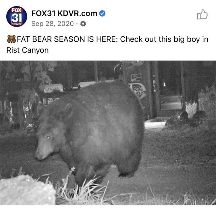 Chonk Bear