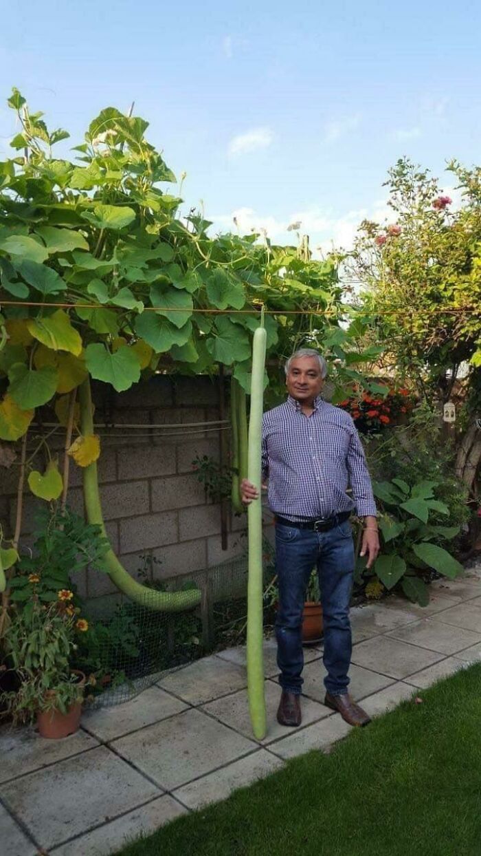 6 Foot Snake Gourd