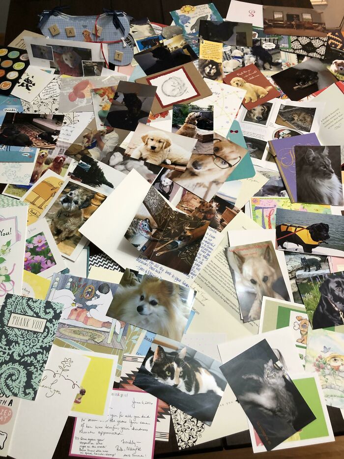 This May Not Seem Like Much, But After 10 Years, I Am Stepping Down As A Practicing Veterinarian. This Is Every Thank You Card And Picture That I've Received Over The Last Decade