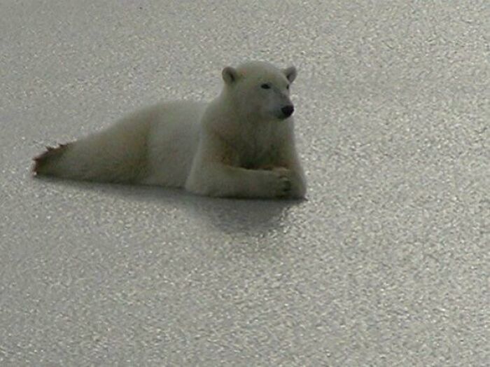 Chilling Out! Could Be A Coca Cola Picture