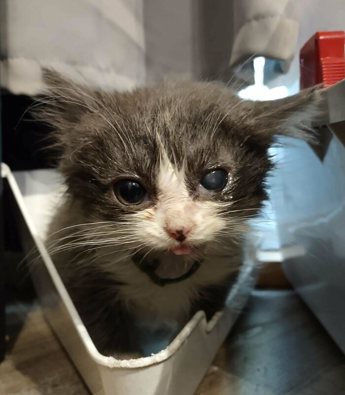 El pequeño gatito que salvé (incluí una foto de “antes”). Es un ladrón: se robó mi corazón y, ahora, lo adoptaré