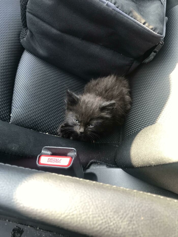 Criminal salvado en la intersección de camino al trabajo. No estoy seguro de qué hacer con él