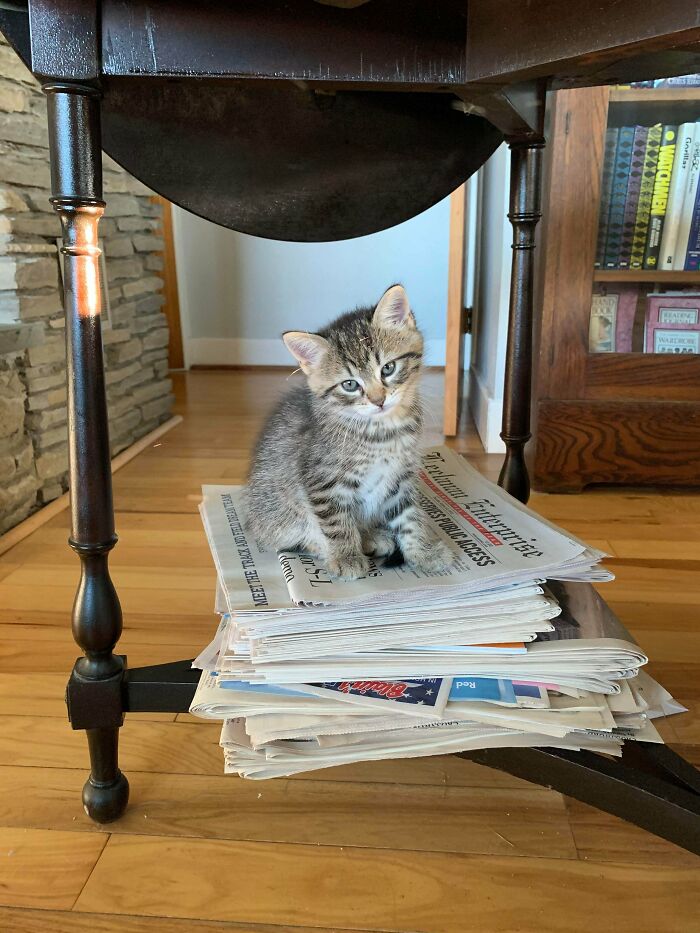 I’m A First Time Cat Adopter, So Every Cute Thing They Do Feels Photo Worthy...