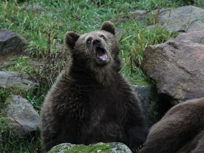 Bear Looks Sarcastic