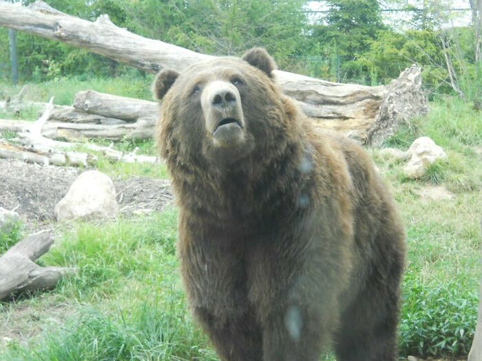 This Bear Started Begging For My French Fries At The Zoo