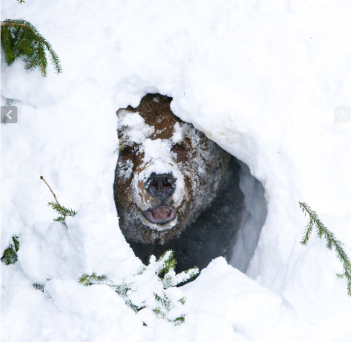 Hello World, I'm Bear