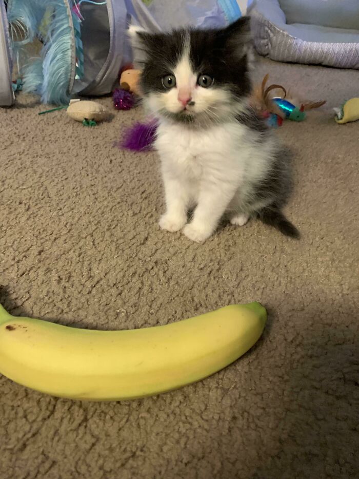 Tiny kitten sitting on carpet near banana and colorful cat toys in an online group celebrating illegally smol kittens.