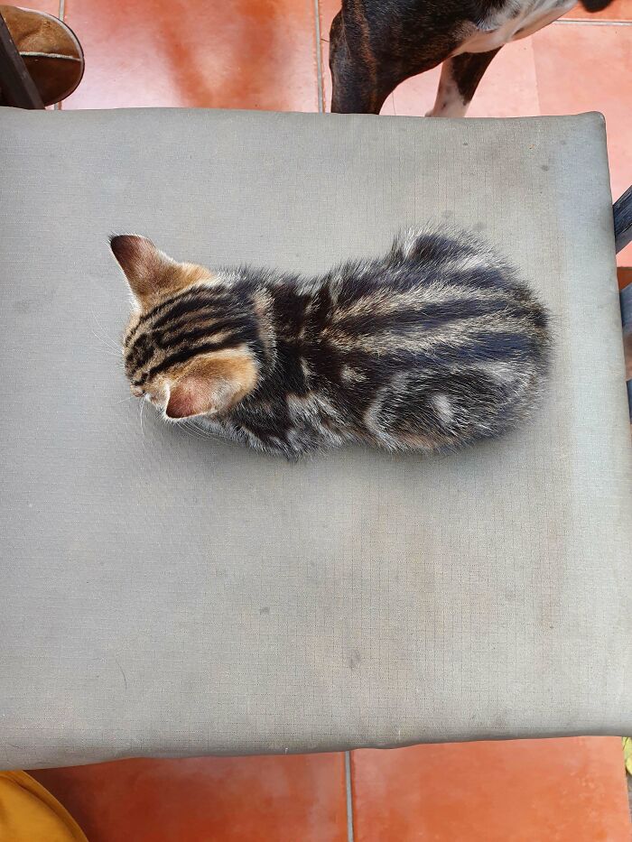 Tabby kitten lying on a chair cushion, showcasing an illegally smol size celebrated by an online kitten group.